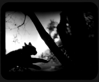 Illustration for article titled The Evil Magic Of Cats, Caught On Film